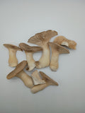 Freeze-dried Organic King Oyster Mushrooms (HALF OUNCE)