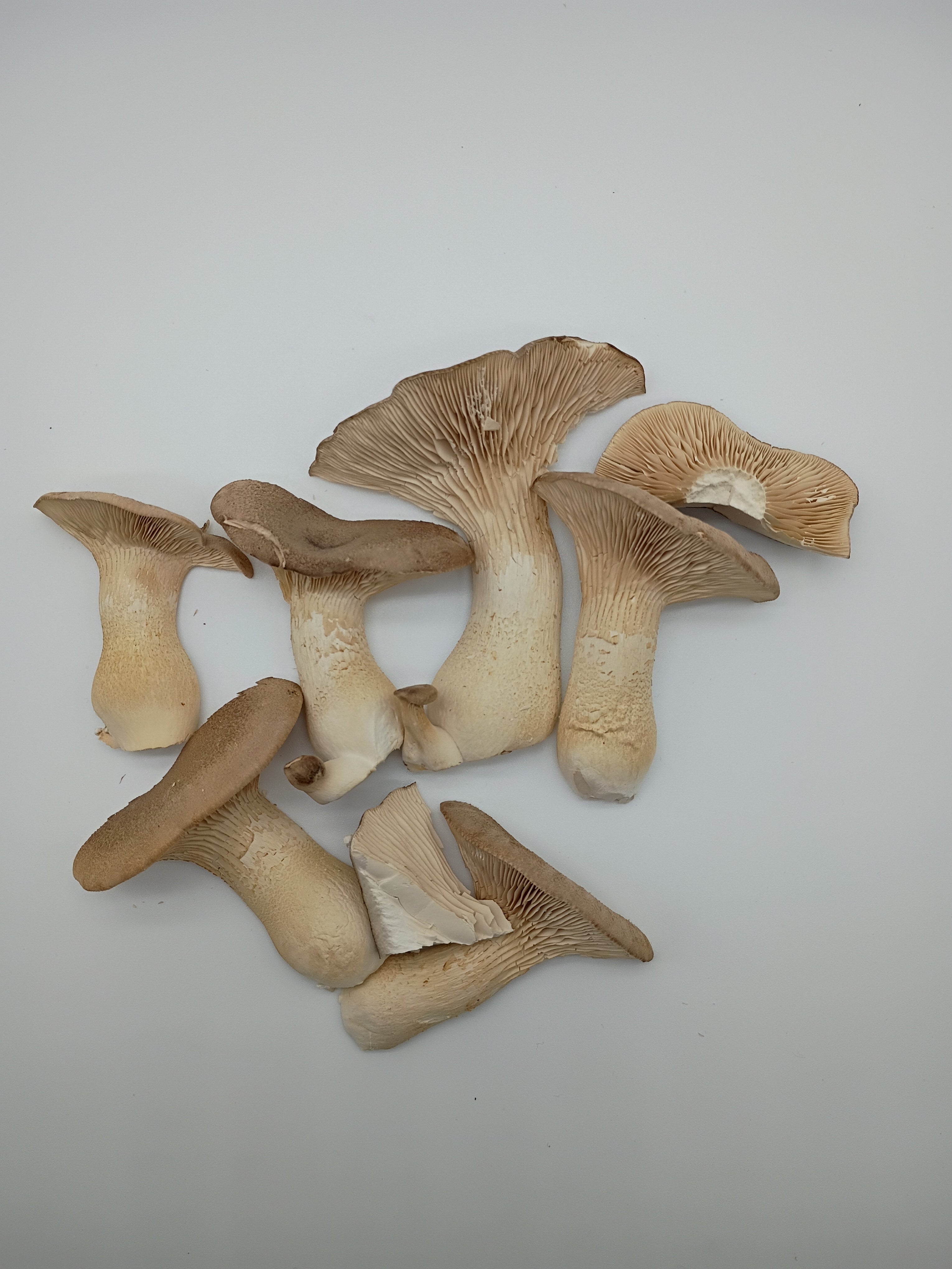 Freeze-dried Organic King Oyster Mushrooms (HALF OUNCE)