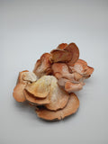 Freeze-dried Organic Pink Oyster Mushrooms (HALF OUNCE)