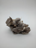 Freeze-dried Organic Blue Oyster Mushrooms (HALF OUNCE)